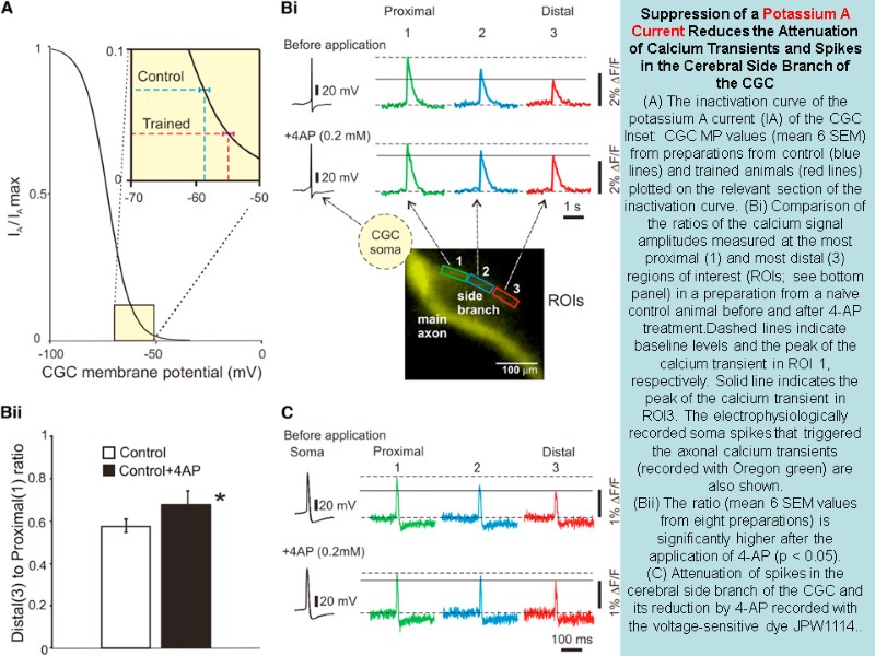 Suppression of a Potassium A Current Reduces the Attenuation of Calcium Transients and Spikes